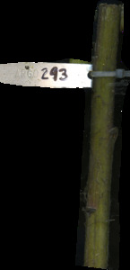 primarybranch