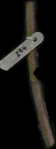 primarybranch