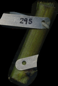 primarybranch