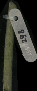 primarybranch
