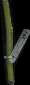 primarybranch