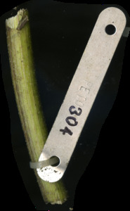 primarybranch