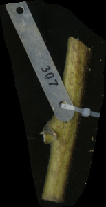 primarybranch