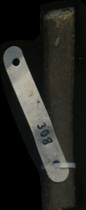 primarybranch