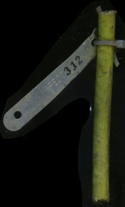 primarybranch