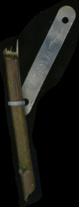 primarybranch