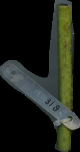 primarybranch
