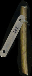 primarybranch