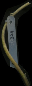 primarybranch