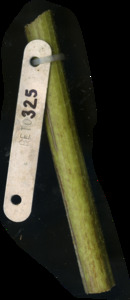 primarybranch