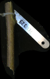 primarybranch