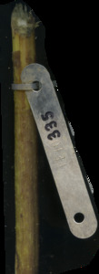 primarybranch