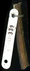primarybranch
