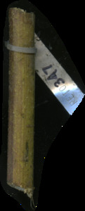 primarybranch