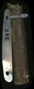 primarybranch