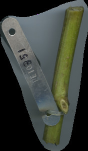 primarybranch