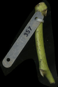 primarybranch