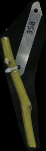 primarybranch