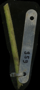 primarybranch