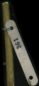 primarybranch