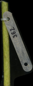 primarybranch
