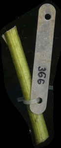 primarybranch