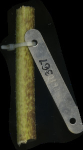 primarybranch