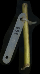 primarybranch