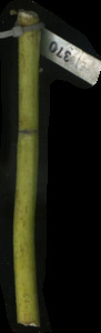 primarybranch