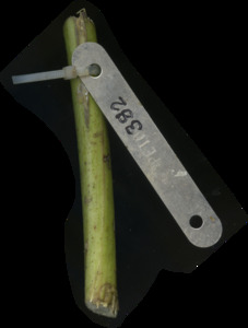 primarybranch