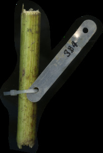 primarybranch