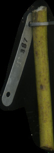 primarybranch