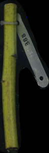 primarybranch