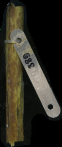 primarybranch