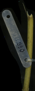 primarybranch