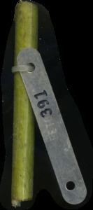 primarybranch