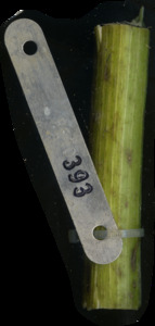 primarybranch