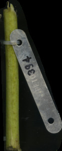primarybranch