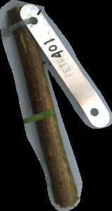 primarybranch