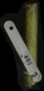 primarybranch