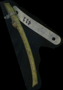 primarybranch
