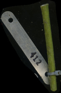 primarybranch