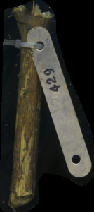 primarybranch