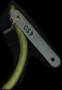 primarybranch