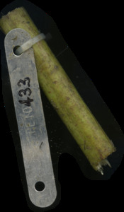 primarybranch
