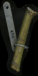 primarybranch