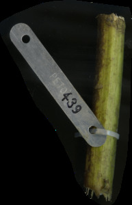 primarybranch