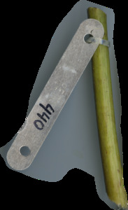 primarybranch