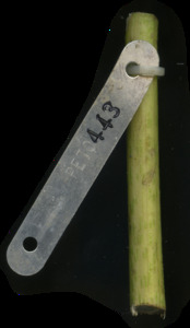 primarybranch