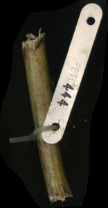 primarybranch